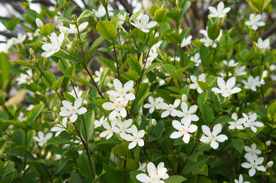 茉莉花