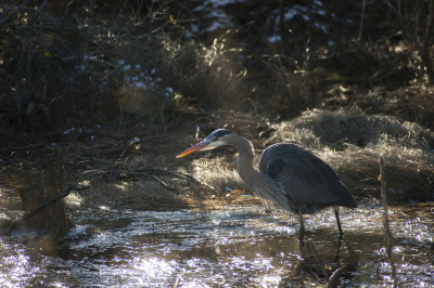 Chincoteague