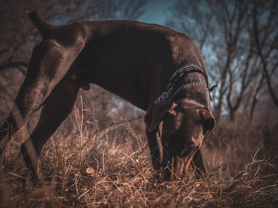 杜宾犬