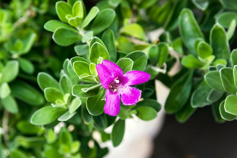 粉红色花晴雨表，白蜡树