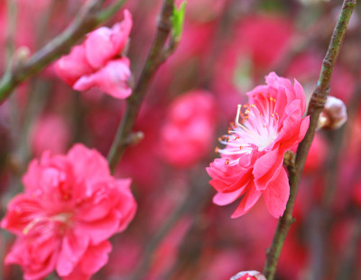 桃花花