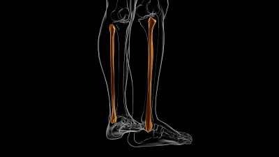 人体骨骼解剖腓骨骨3D渲染