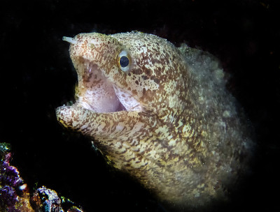 斑鳍海鳗(Gymnothorax zonipectis)