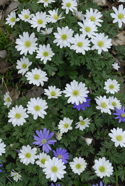 希腊银莲花