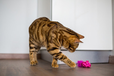 一只孟加拉猫在玩玩具