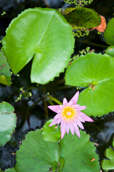 莲花