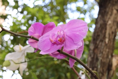 美丽的兰花种植在树上。