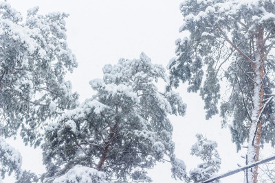 一场大雪后的森林
