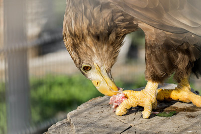 囚禁中的金鹰头(Aquila chrysaetos)
