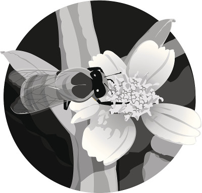蜜蜂花