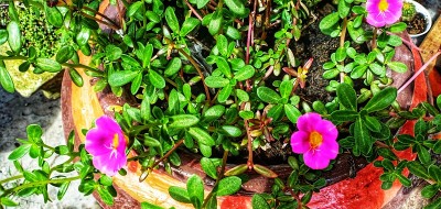 室内植物的