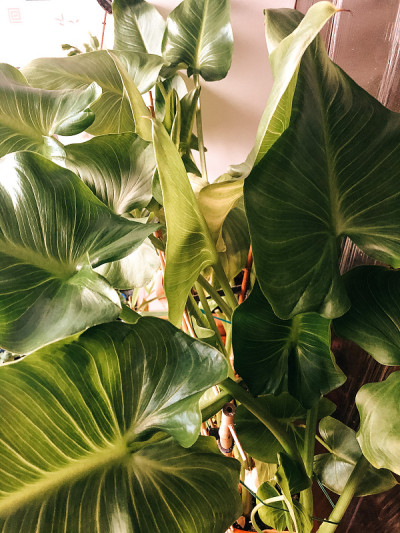 阳台上的家花园花盆中种植绿色植物