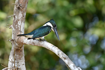 亚马逊翠鸟(Amazon Chloroceryle amazona)在观望