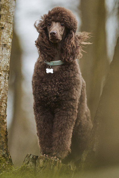 标准贵宾犬户外