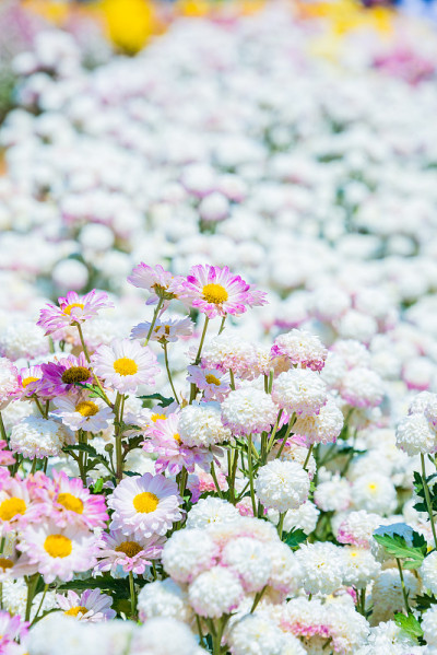 特写生动的多色花菊花在花园里。
