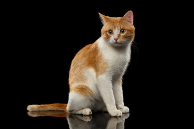 惊讶的姜猫坐在黑镜子上