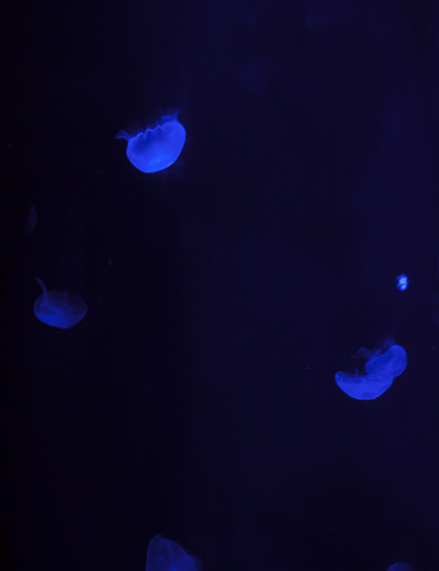 水母