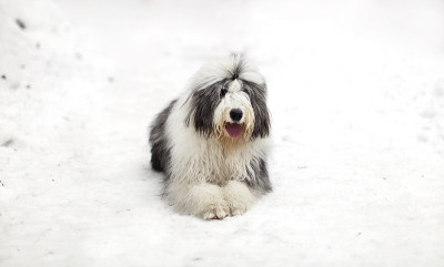 坐在雪地上的古代英国牧羊犬或短尾牧羊犬