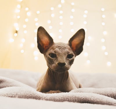 小猫