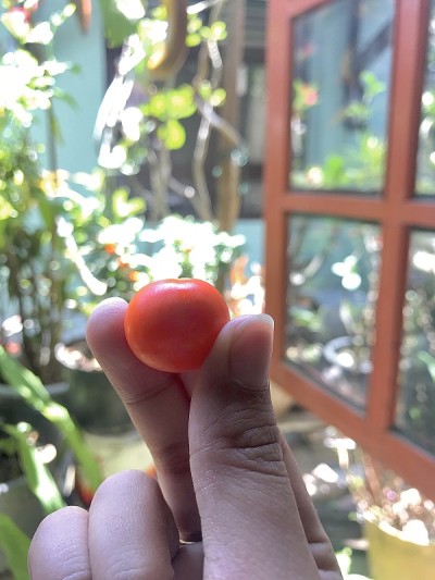 樱桃番茄