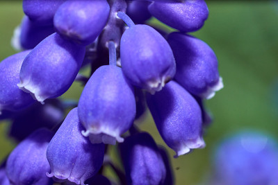 燃烧的凯蒂花