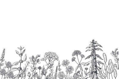载体背景与草药。