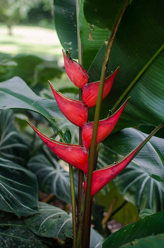 海里康属植物