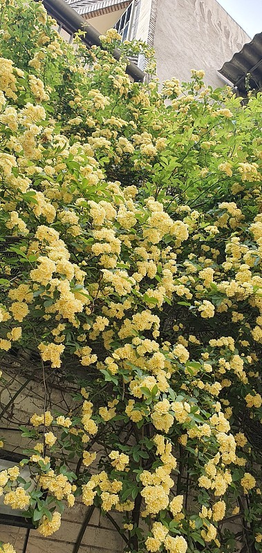 黄色的花
