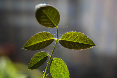 显微镜下的蜘蛛螨快速地沿着缠绕在室内植物叶子上的蜘蛛网移动。