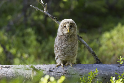 Habichtskauz, Strix uralensis, Ural owl