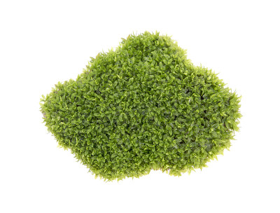 在白色背景上孤立的绿色苔藓