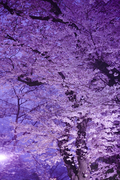 樱花