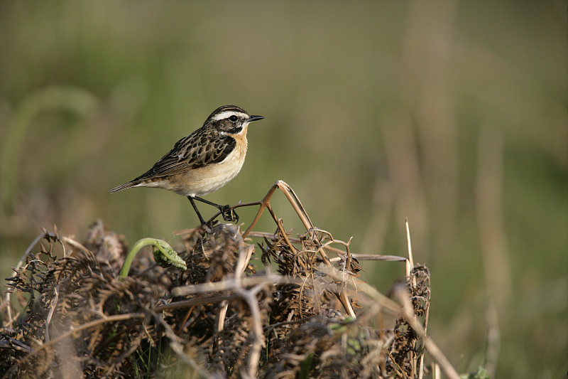 Whinchat, Saxicola rubetra