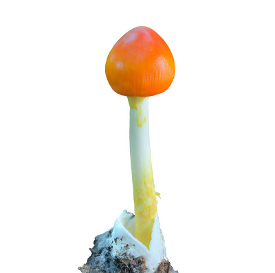 食用菌(白毒伞)