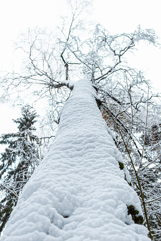 一棵大树在雪地里。思想和概念。美存在于自然