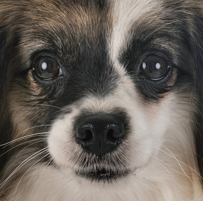 法林蝴蝶犬
