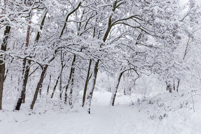 公园里的槐树上覆盖着白雪