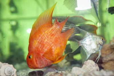 在水族馆里喂鱼