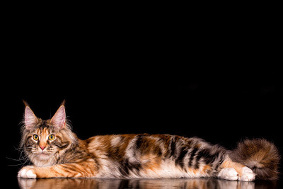 黑色背景上的巨大的缅因猫。