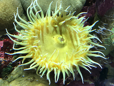 色彩斑斓的海葵