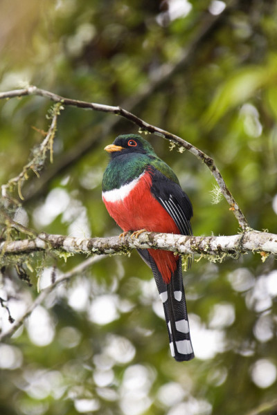 戴面具的Trogon (Trogon personatus) -厄瓜多尔