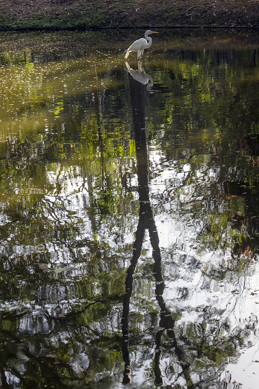 Bird-lake-mirror