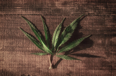 麻叶在木制背景上