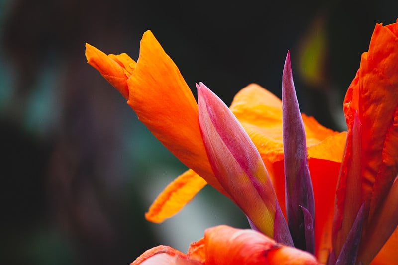 橙色花朵特写