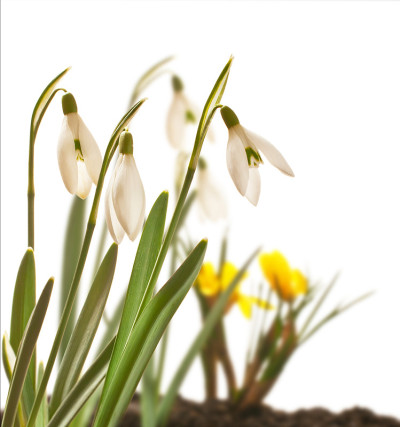 雪花莲