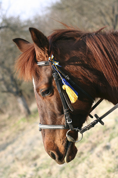 马首