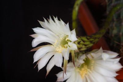 仙人掌echinopsis花。