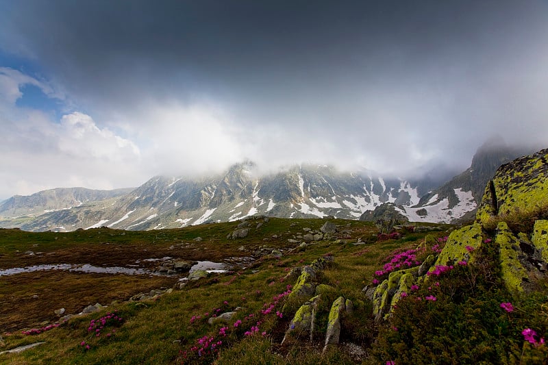 高山风景和粉红色的杜鹃花盛开