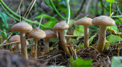 野生食用菌群——蜜木耳。蘑菇的家庭。童话森林，柔软的苔藓