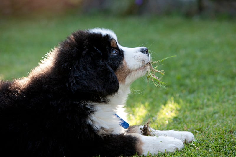 伯恩山小犬